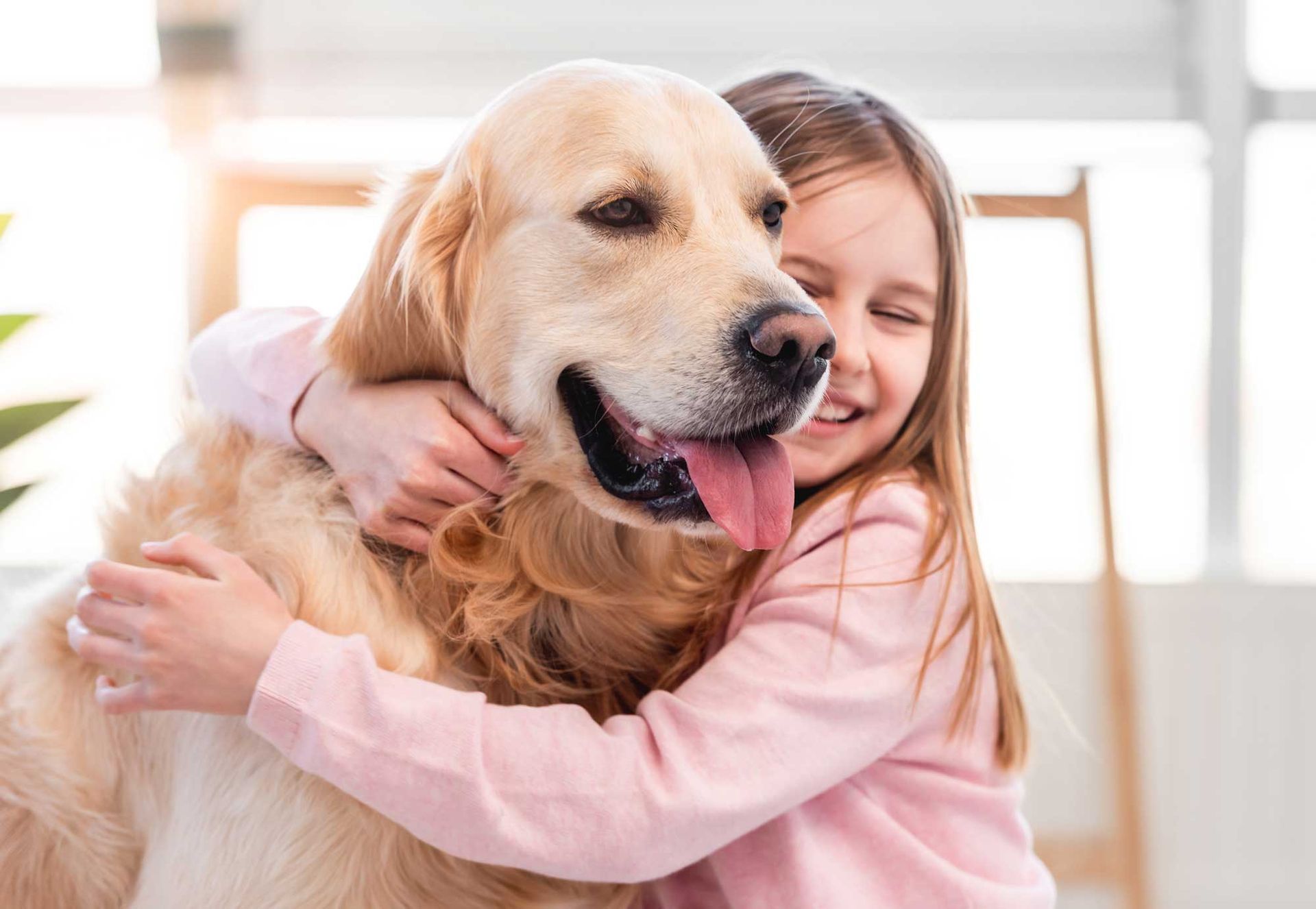 Girl hugging a golden retriever indoors, both smiling Girl hugging a golden retriever indoors, both smiling