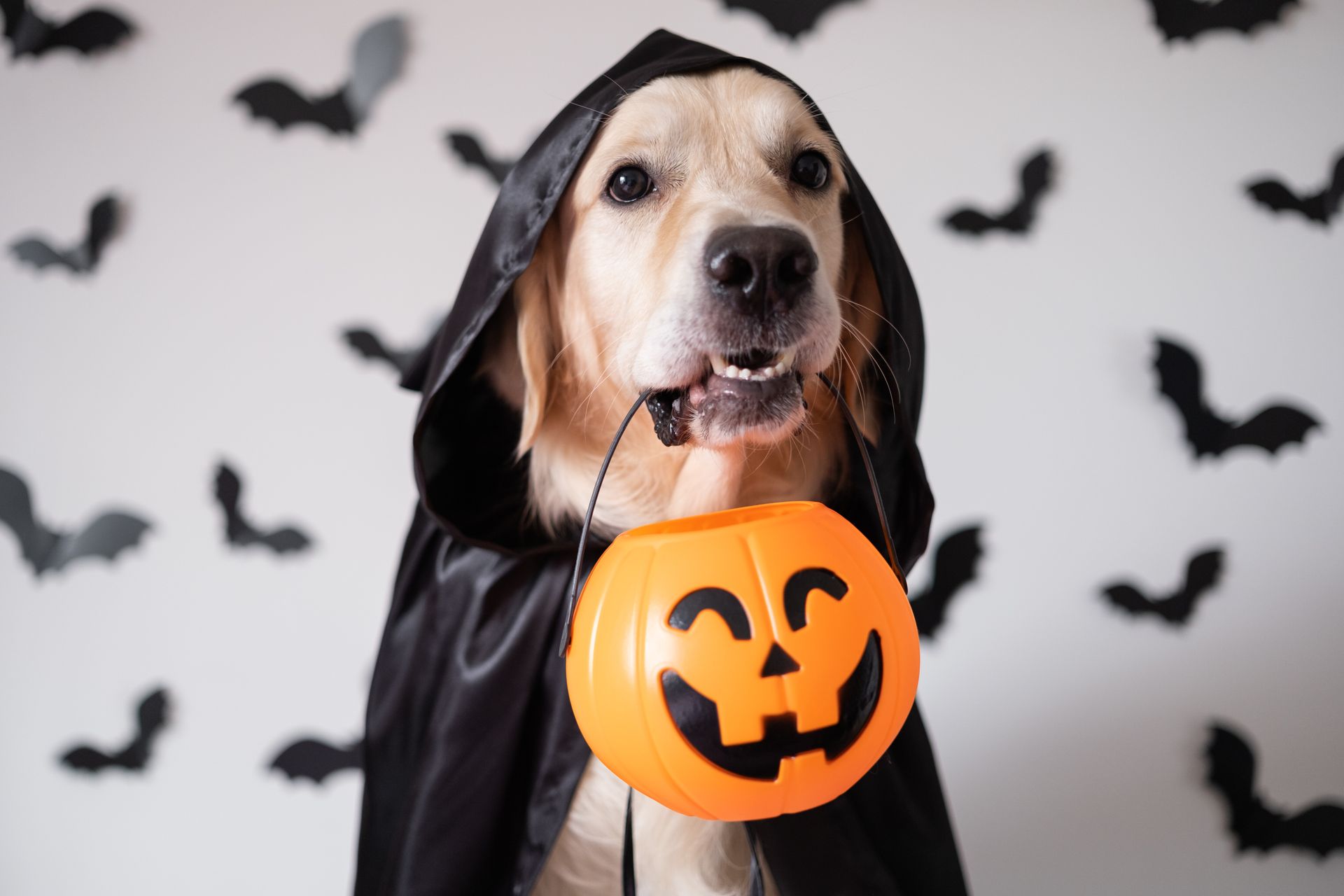 May enrichment pawties poster listing rootin’ love treats, Lick, Sip, Ole, and Lick the Bomb Pop dates with flowers and jar May enrichment pawties poster listing rootin’ love treats, Lick, Sip, Ole, and Lick the Bomb Pop dates with flowers and jar