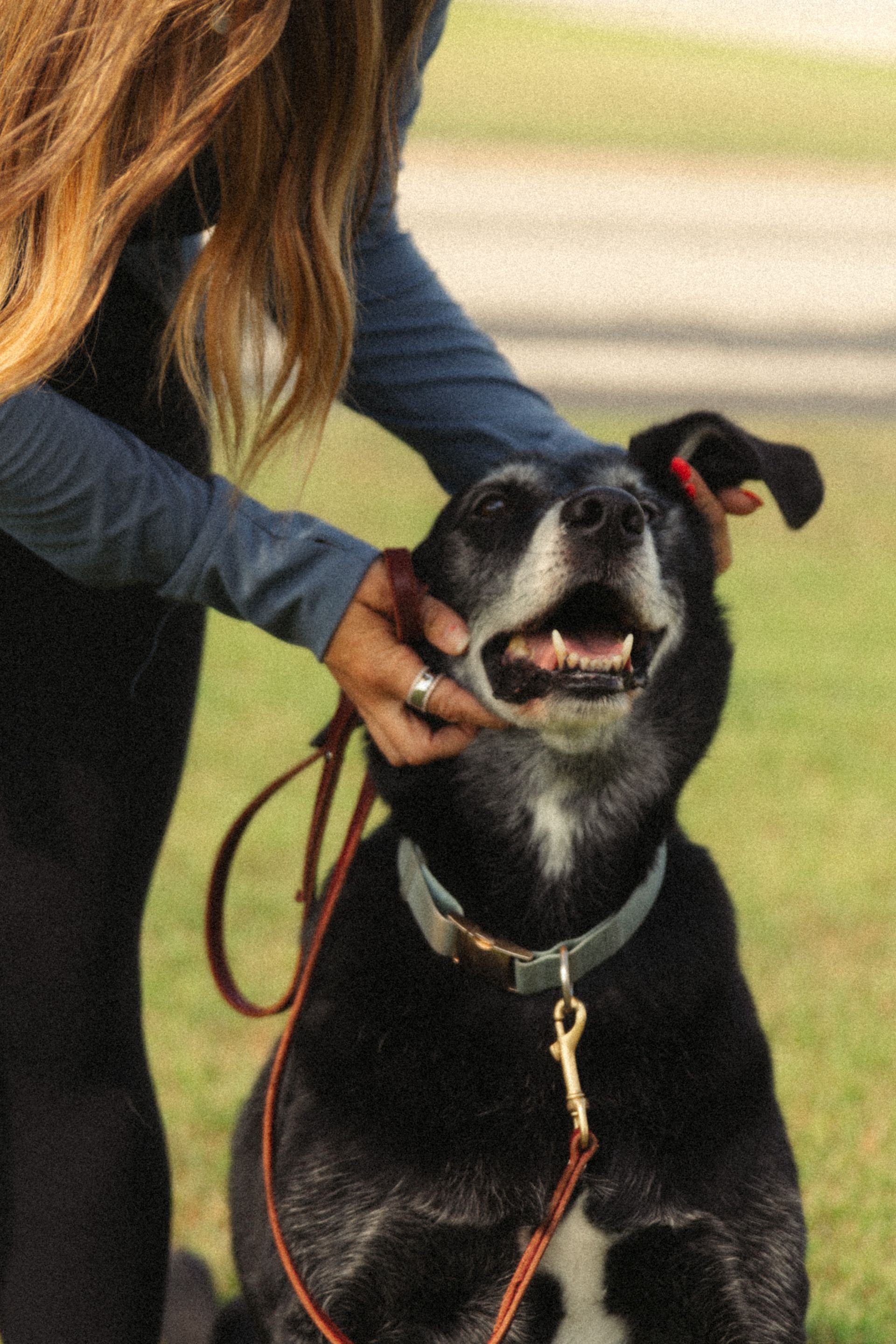 A black Labrador puppy with a leash and collar resting on green artificial turf outdoors.