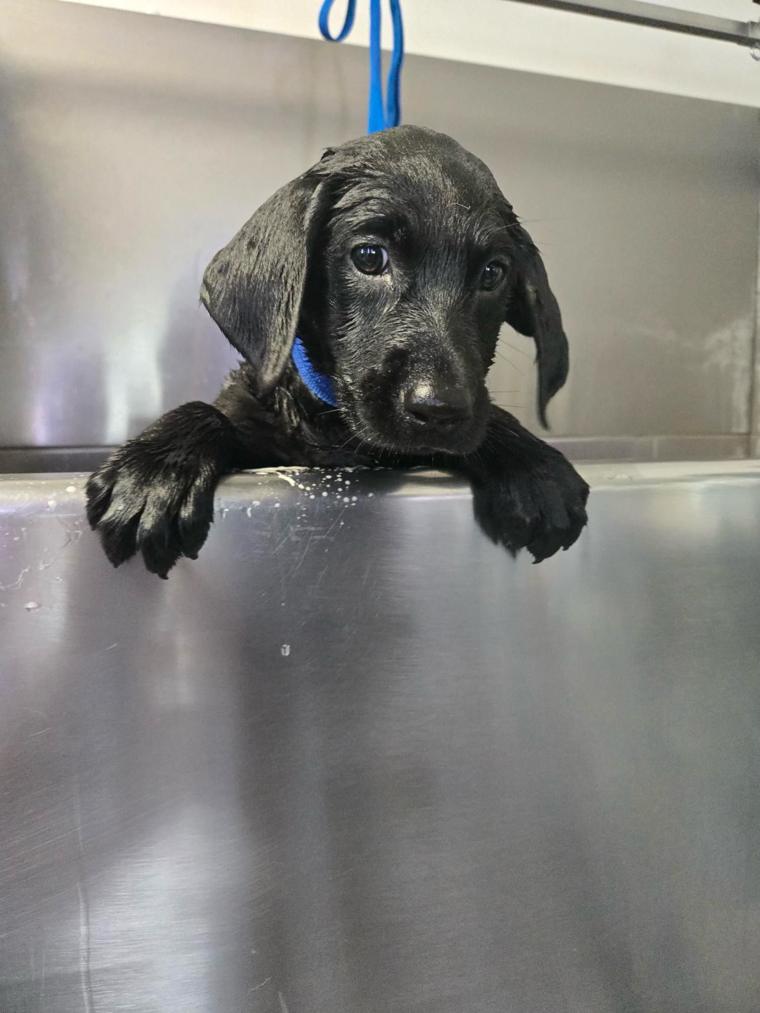 Black puppy with a blue collar peeking over a stainless steel kennel ledge