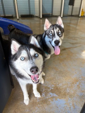 Black wet dog with blue collar peeks over a stainless-steel surface, paws hanging over the edge. Two black-and-white huskies on a wet floor, panting with tongues out and looking at the camera.