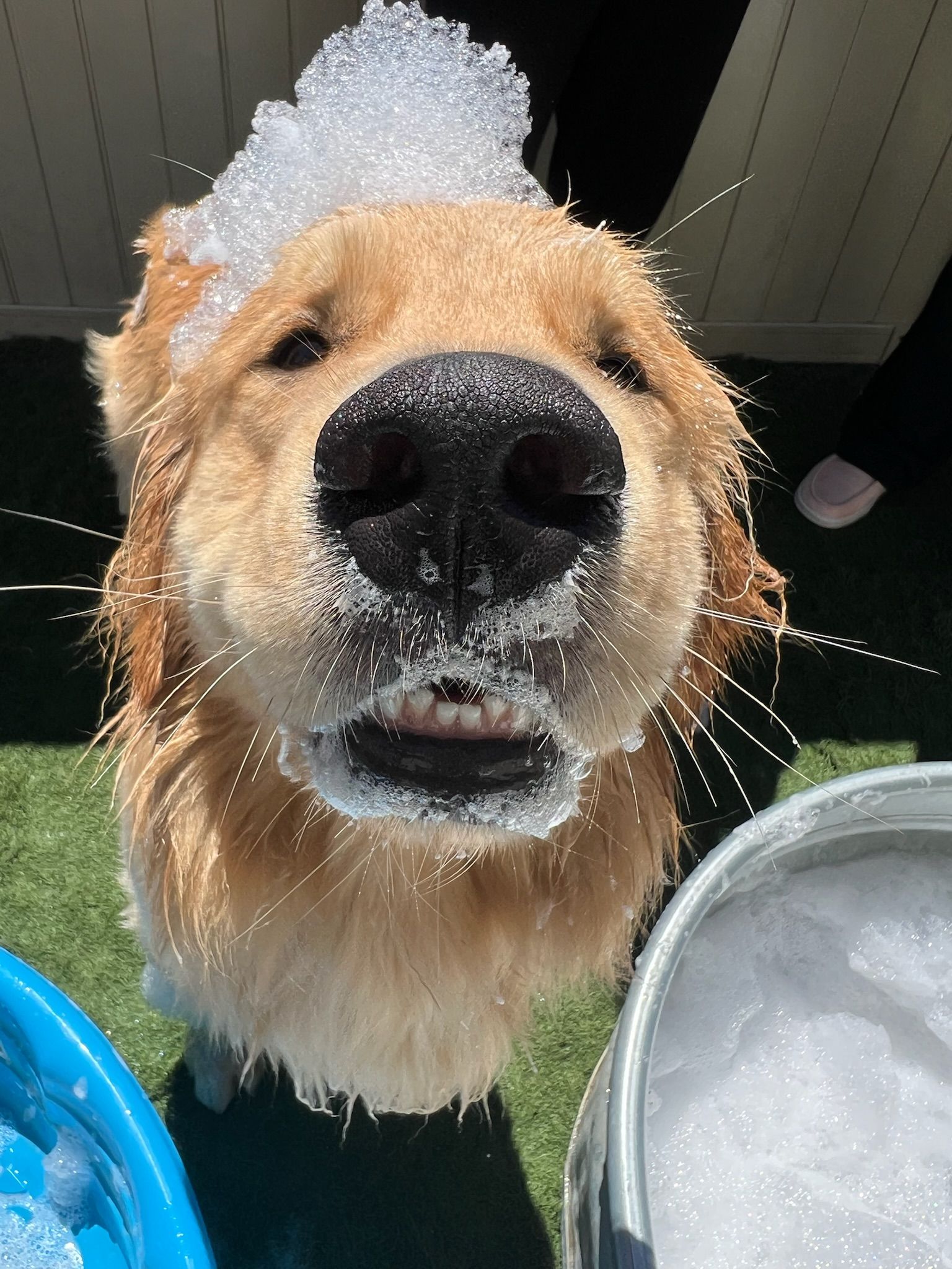 Golden retriever with a sudsy head in a bath, facing the camera with water around it.