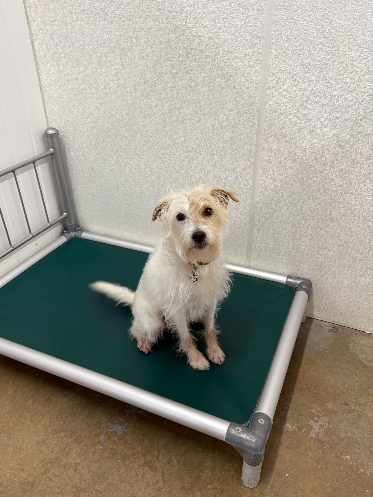 Small white dog sitting on a green cot in a kennel, looking at the camera.