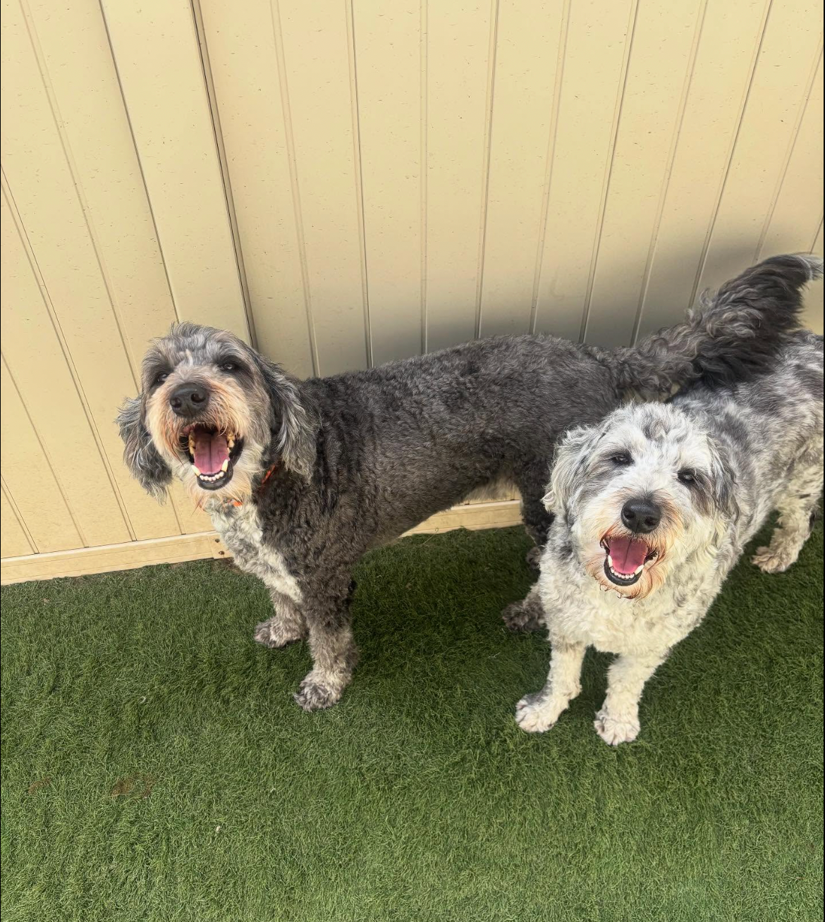 Two fluffy black-and-white dogs standing on grass beside a beige fence, both looking happy.