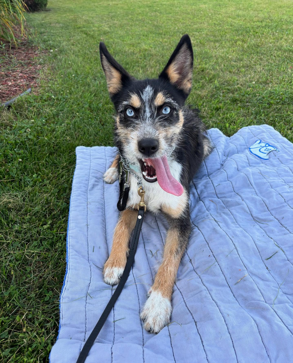 Black-and-tan dog with tongue out lying on a blue blanket on grass, leash attached