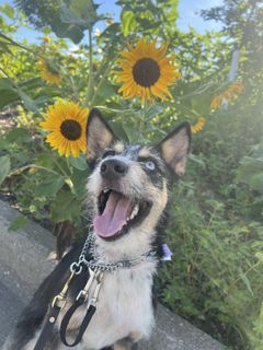 Happy black-and-white dog sitting in a sunflower garden with mouth open and tongue out