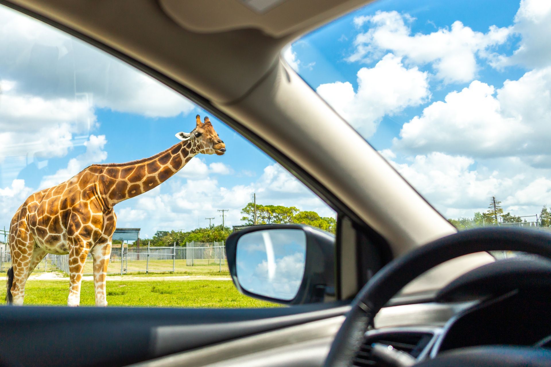 Giraffe standing in a grassy field seen from inside a car on a sunny day.