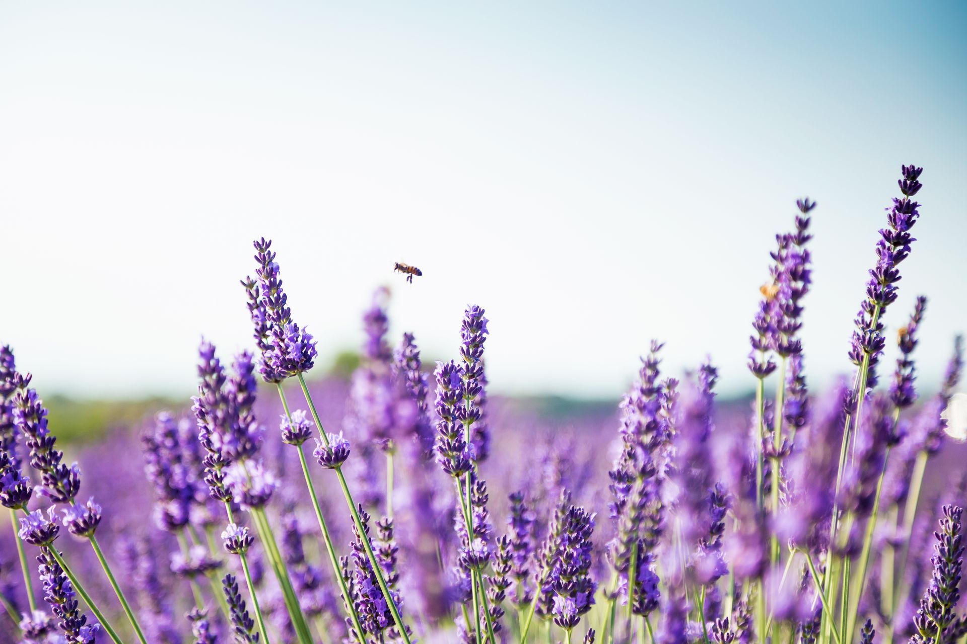Purple lavender flowers in bloom under a soft blue sky with a blurred background