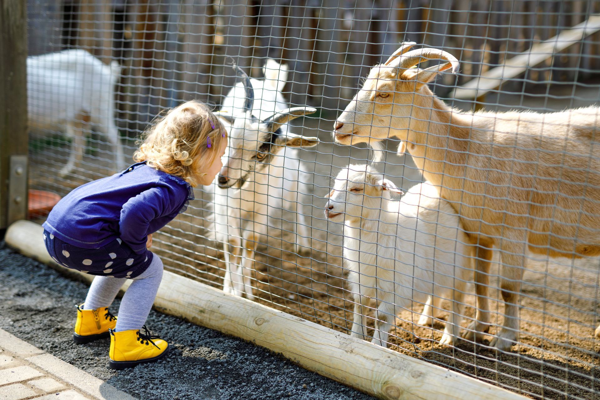 Child crouching to feed goats through a wire fence at a farm.