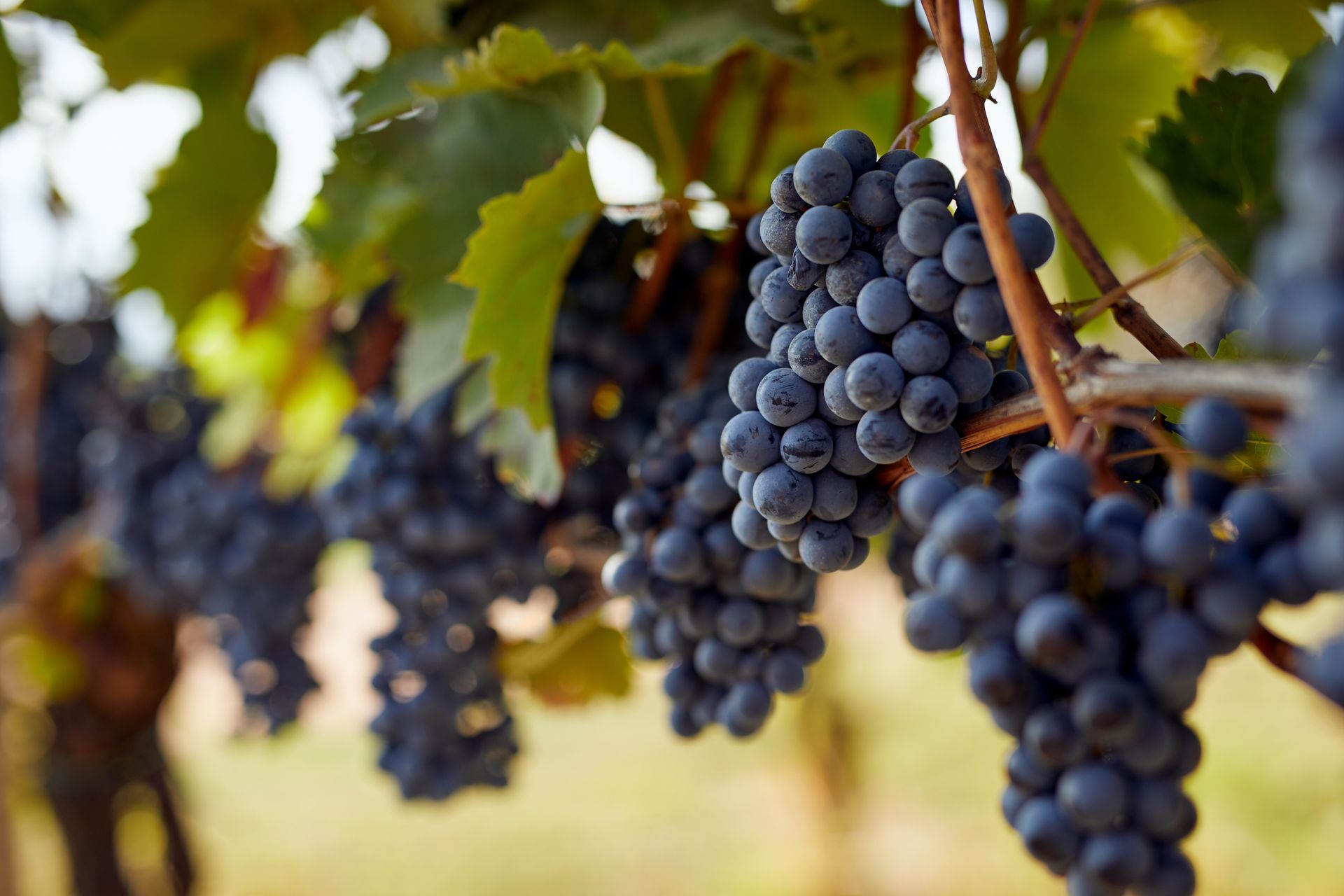 Clusters of dark purple grapes hanging on vines in a sunlit vineyard