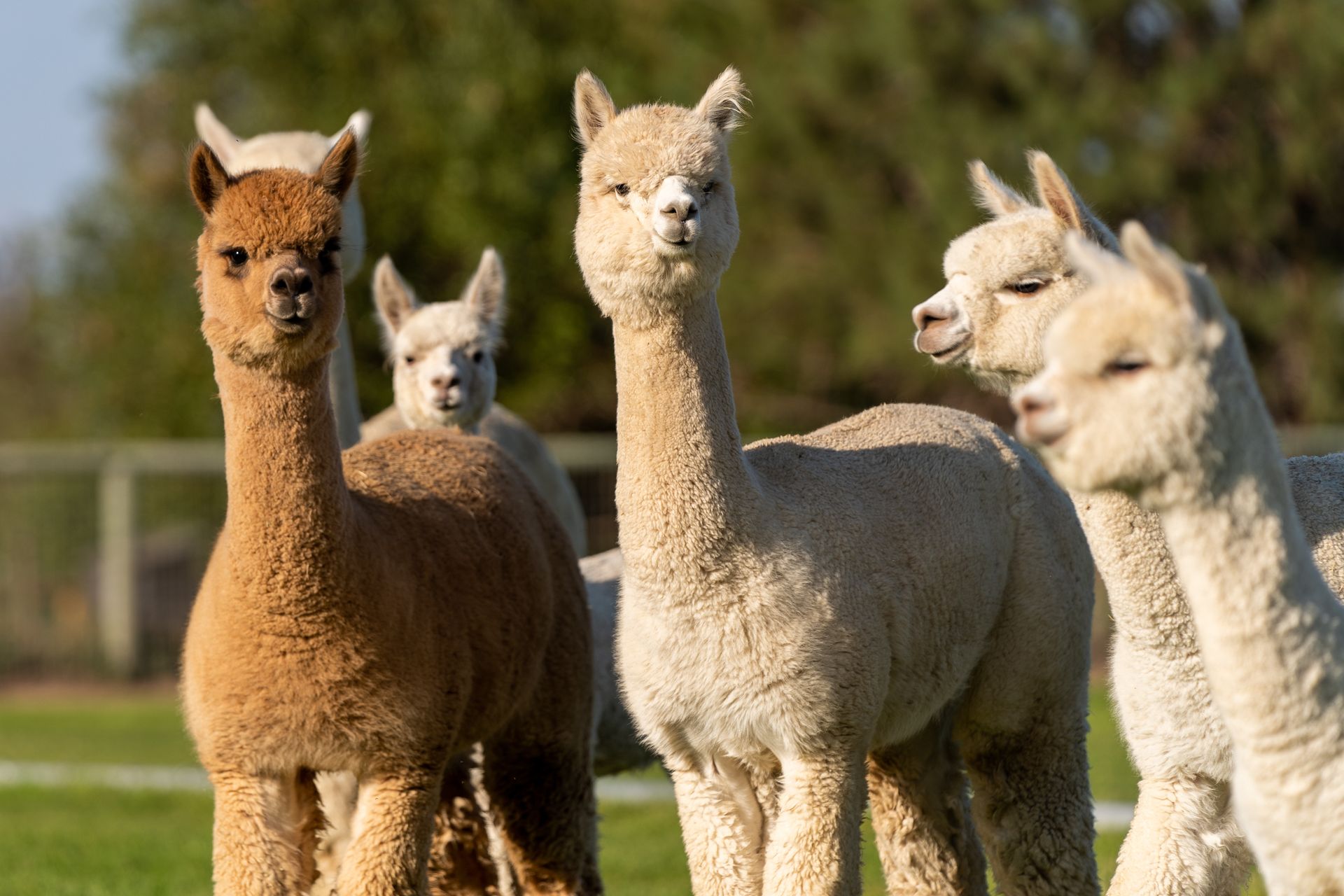 Four alpacas of varying colors standing together outdoors in a grassy field.