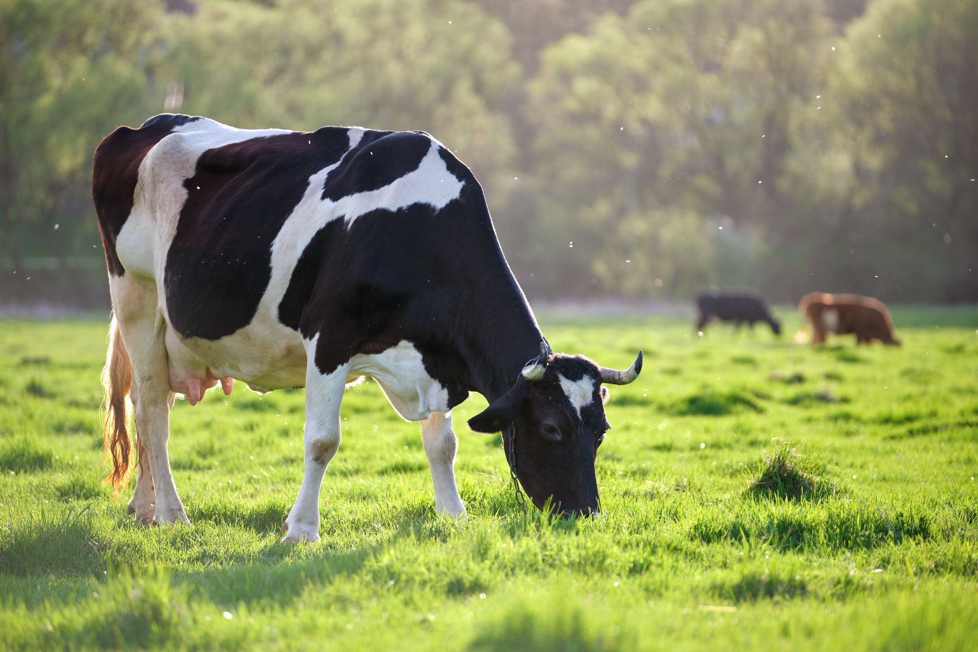 Black-and-white cow grazing in a sunlit green field, with other cows blurred in the background