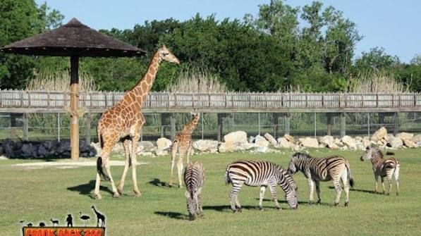 Frank Buck Zoo in Gainesville, Texas near River of Love Resorts featuring giraffe feedings, exotic animals, beautiful shaded walking paths, and family-friendly wildlife experiences.