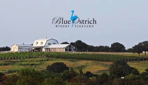 Blue Ostrich Winery & Vineyard in Saint Jo, Texas near River of Love Resorts offering award-winning wines, scenic vineyard views, wine tastings, and live music.