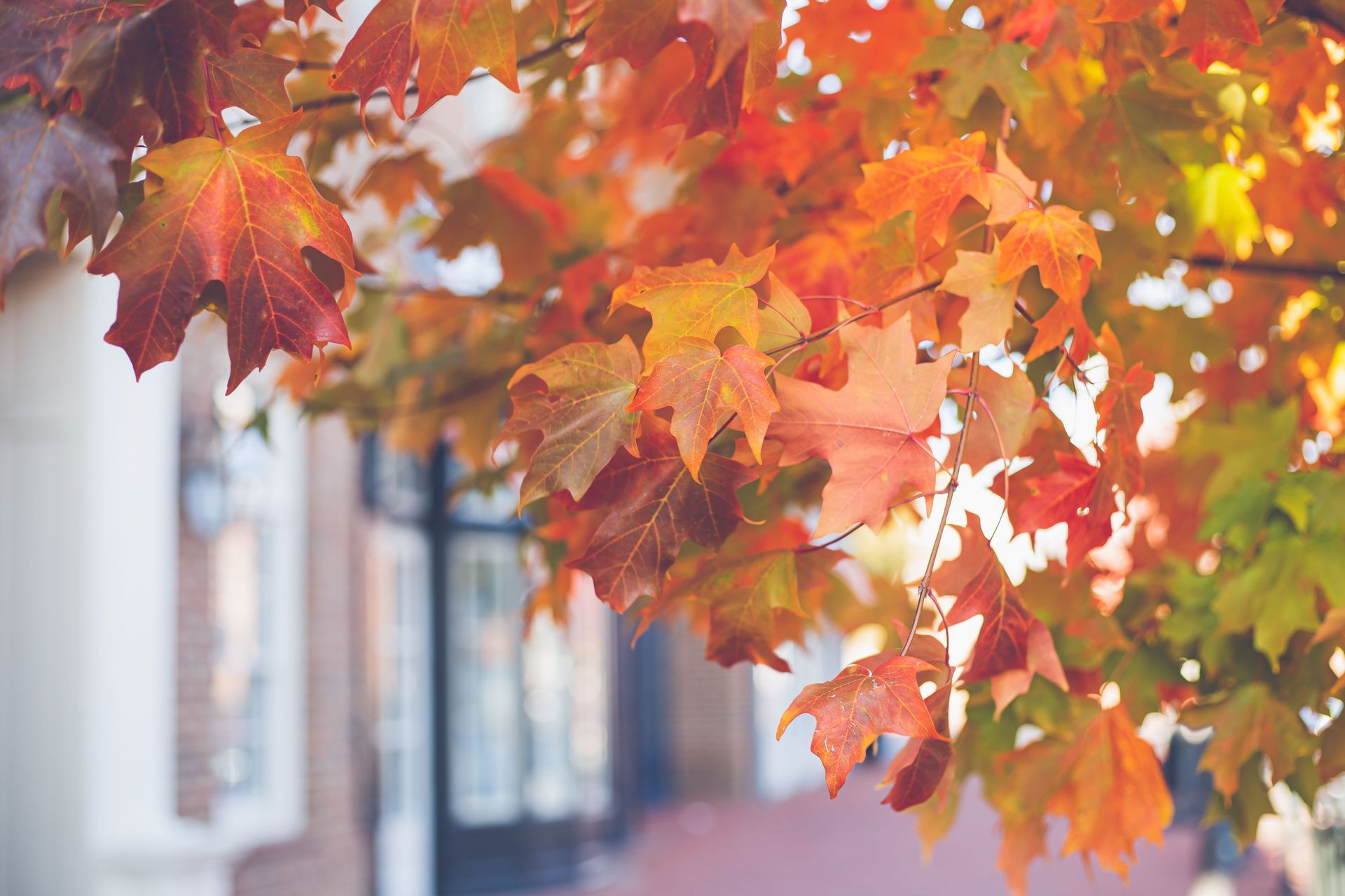 Fall foliage colors surrounding a River of Love cabin in Thackerville, Oklahoma during autumn