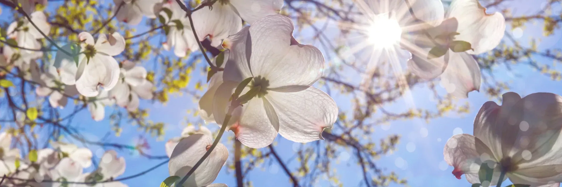 White blossoms and sunlight shining through spring tree branches against a blue sky