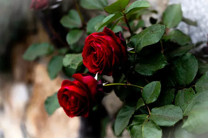 Two red roses among green leaves, softly focused close-up