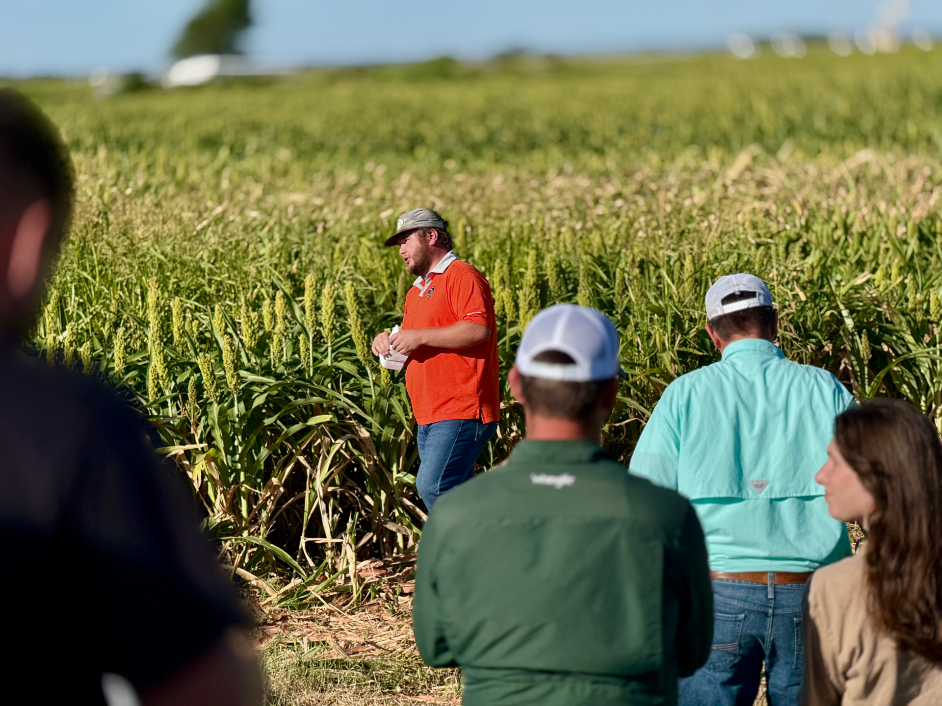 A group of people are standing in a corn field