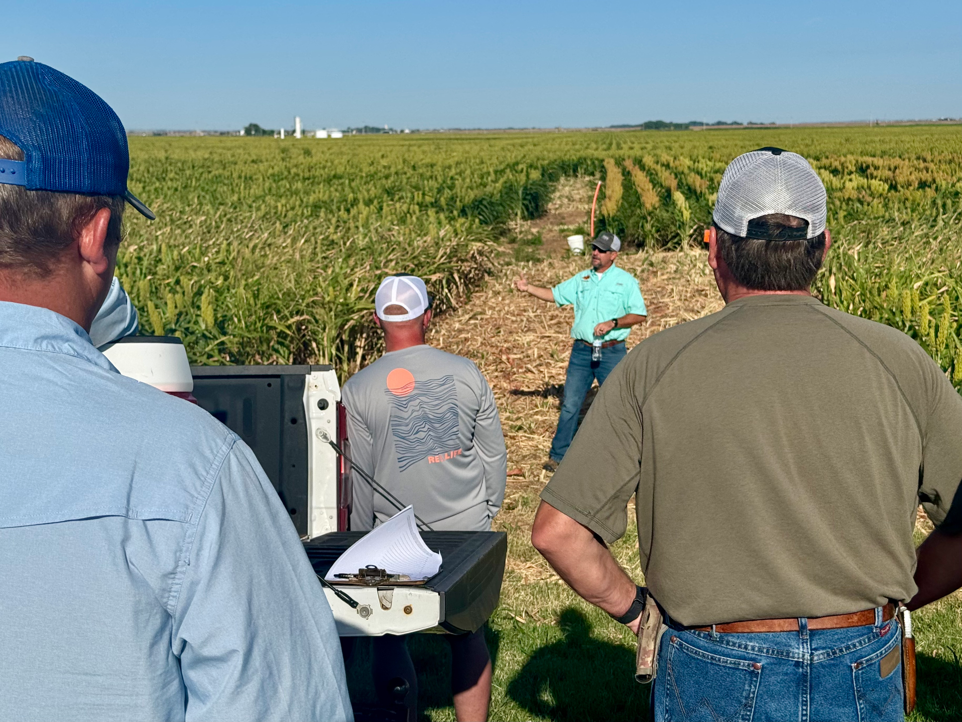 A group of men are standing in a sorghum field