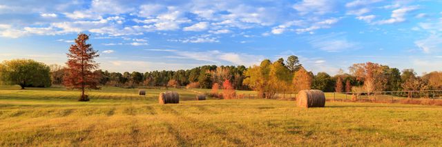 Field