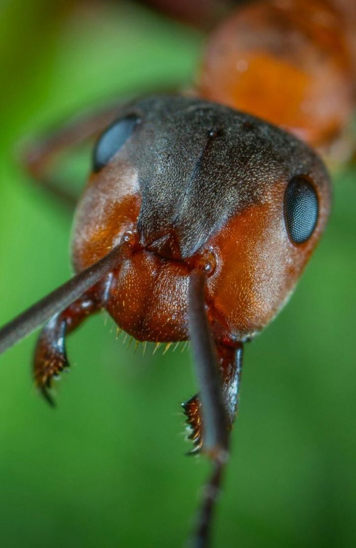 A close up of an ant 's head on a green background.