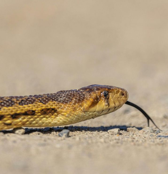 A close up of a snake with its tongue out on the ground.