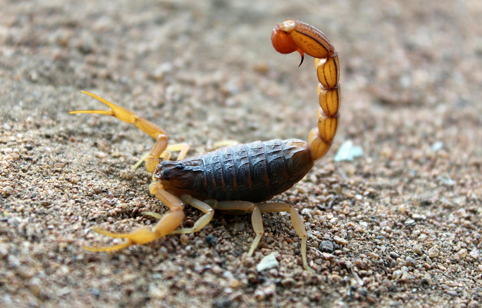 scorpion on sand 
