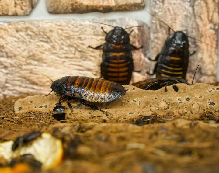 A group of cockroaches are sitting on a piece of wood.