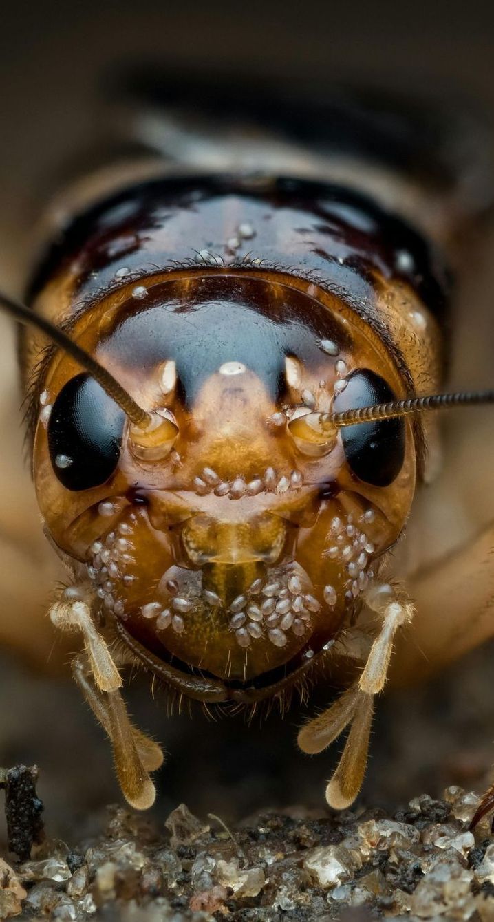 A close up of a cricket's face on the ground