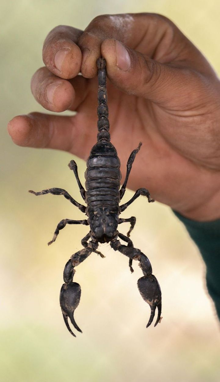 A person is holding a small black scorpion in their hand