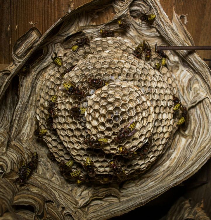 A close up of a wasp nest with wasps on it