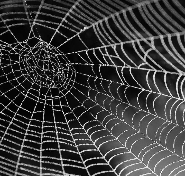 A black and white photo of a spider web