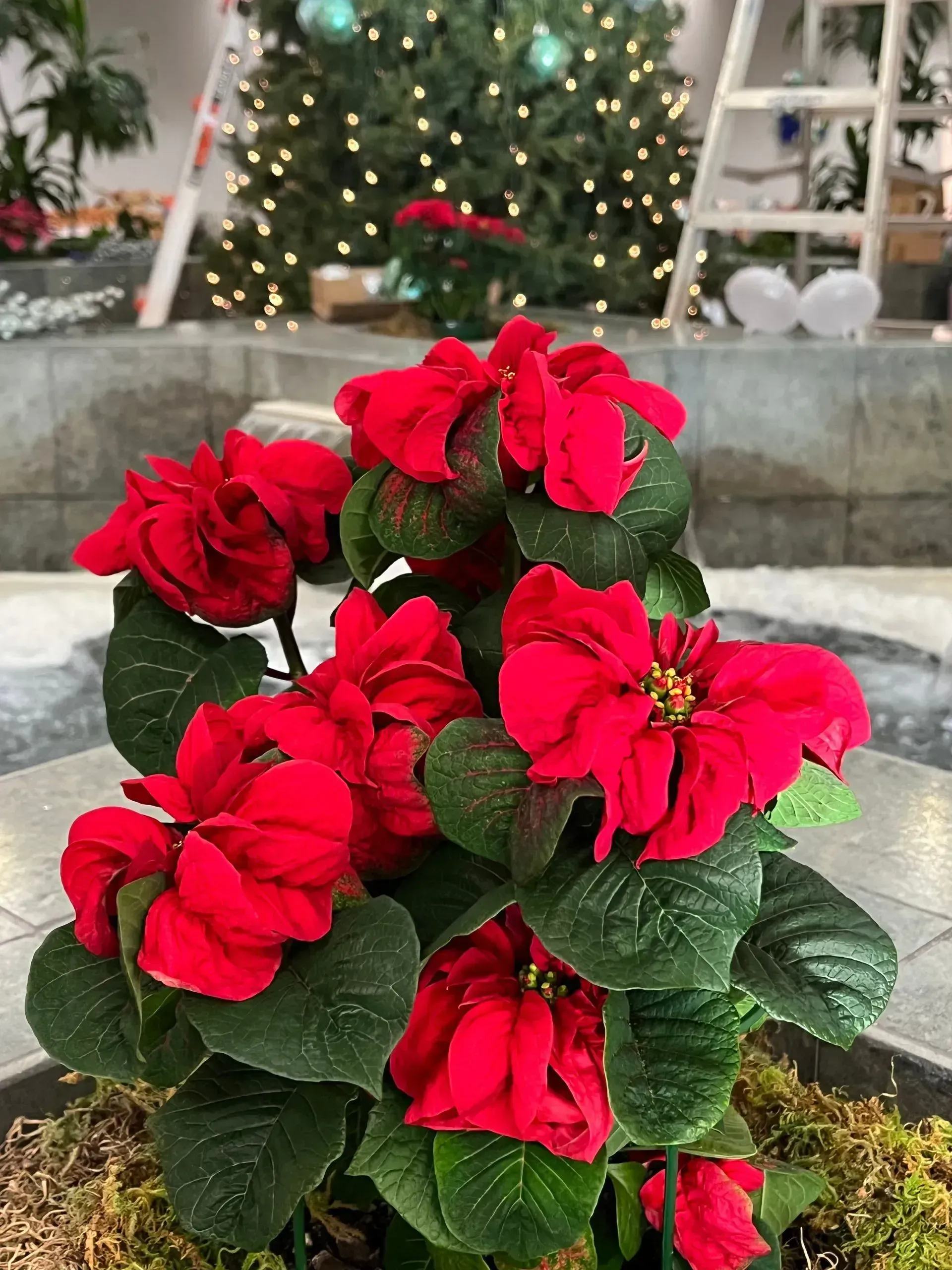 poinsettia