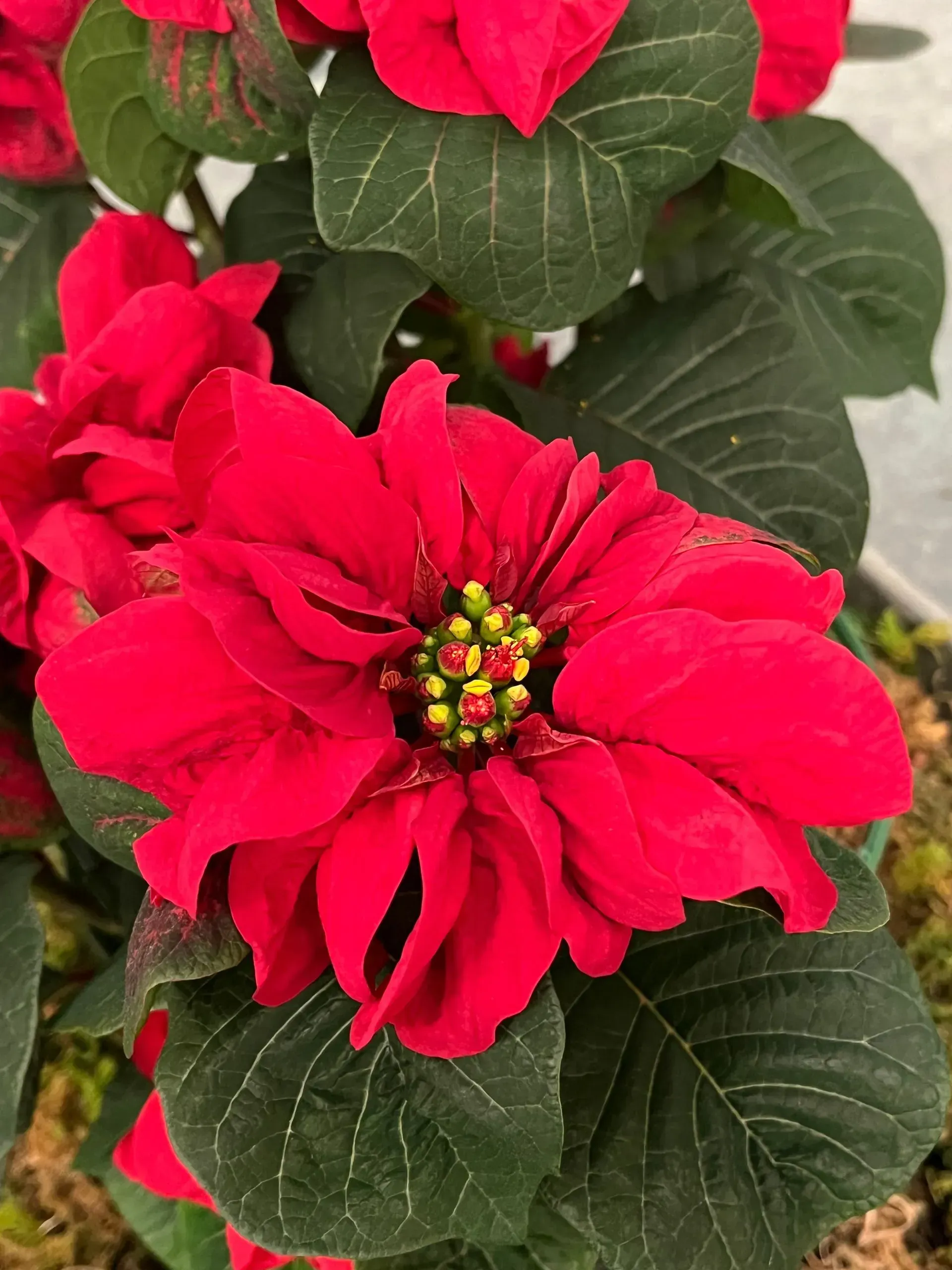 Red florals