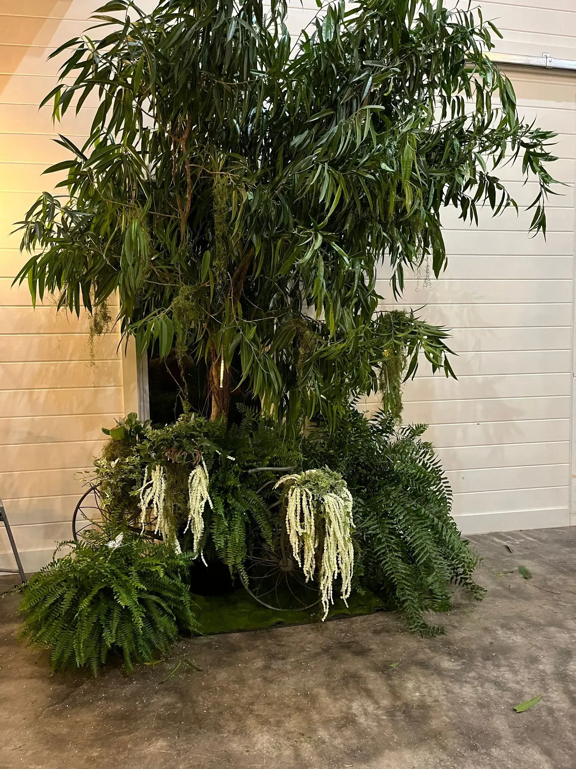 indoor potted tree