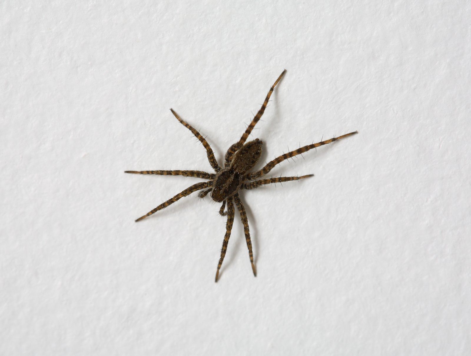 Spiders crawling on wall