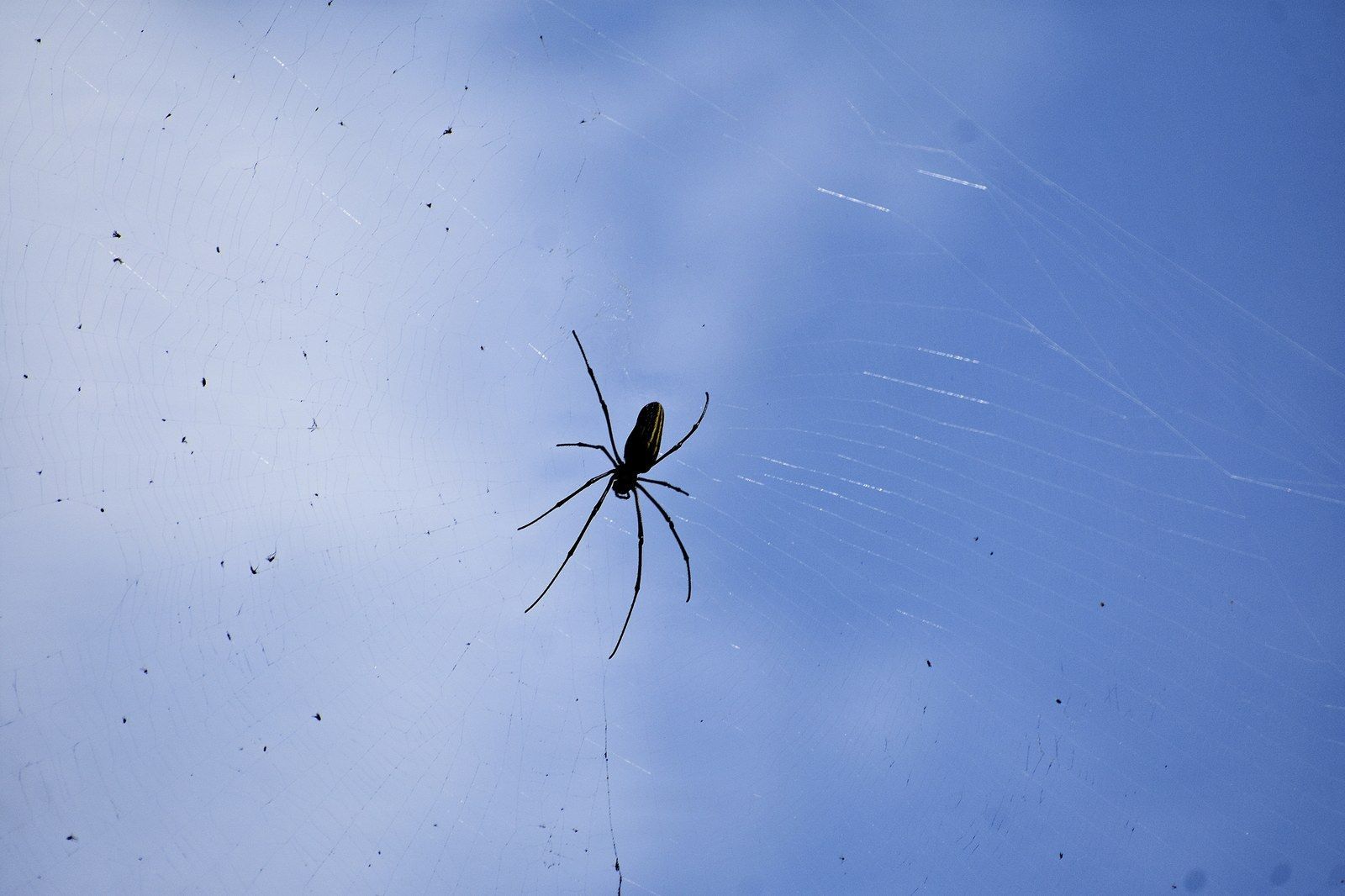 Spider in garden