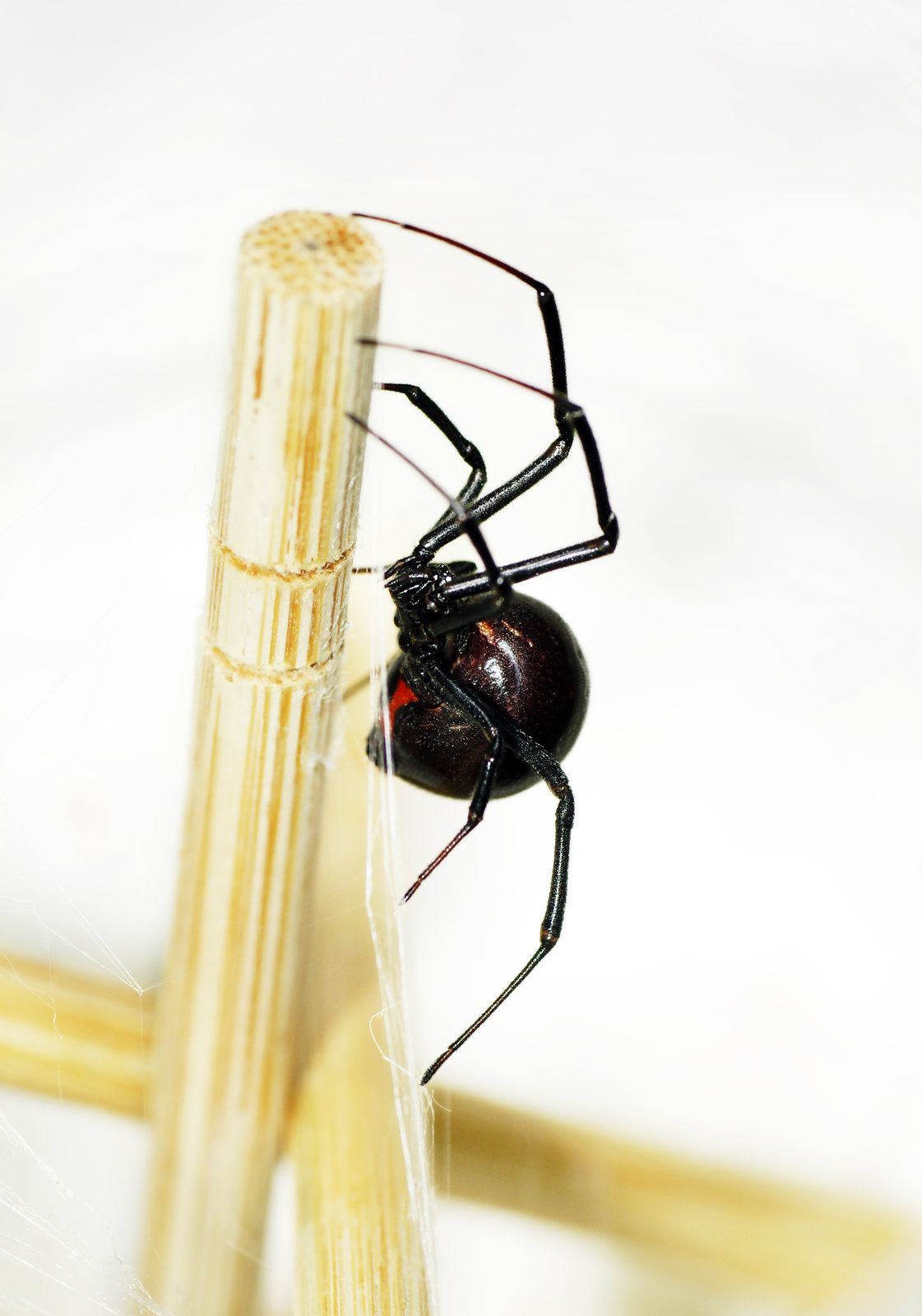 Deadly spiders in homes