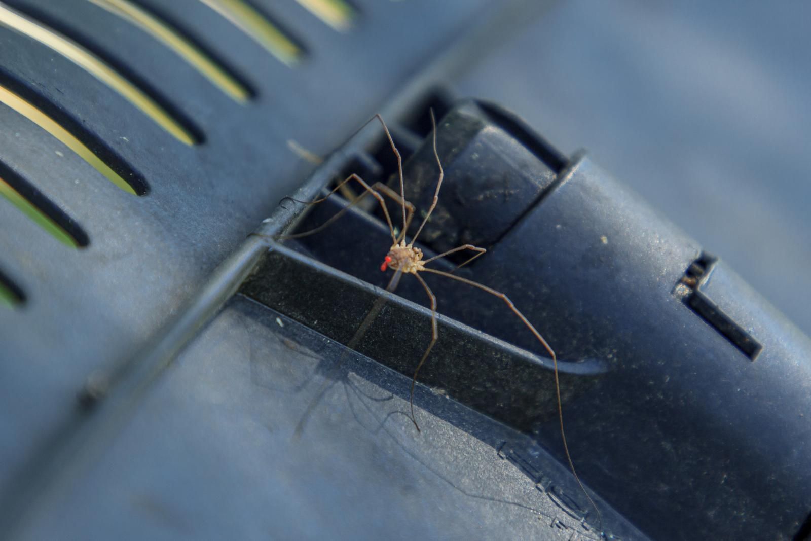 Spider in car
