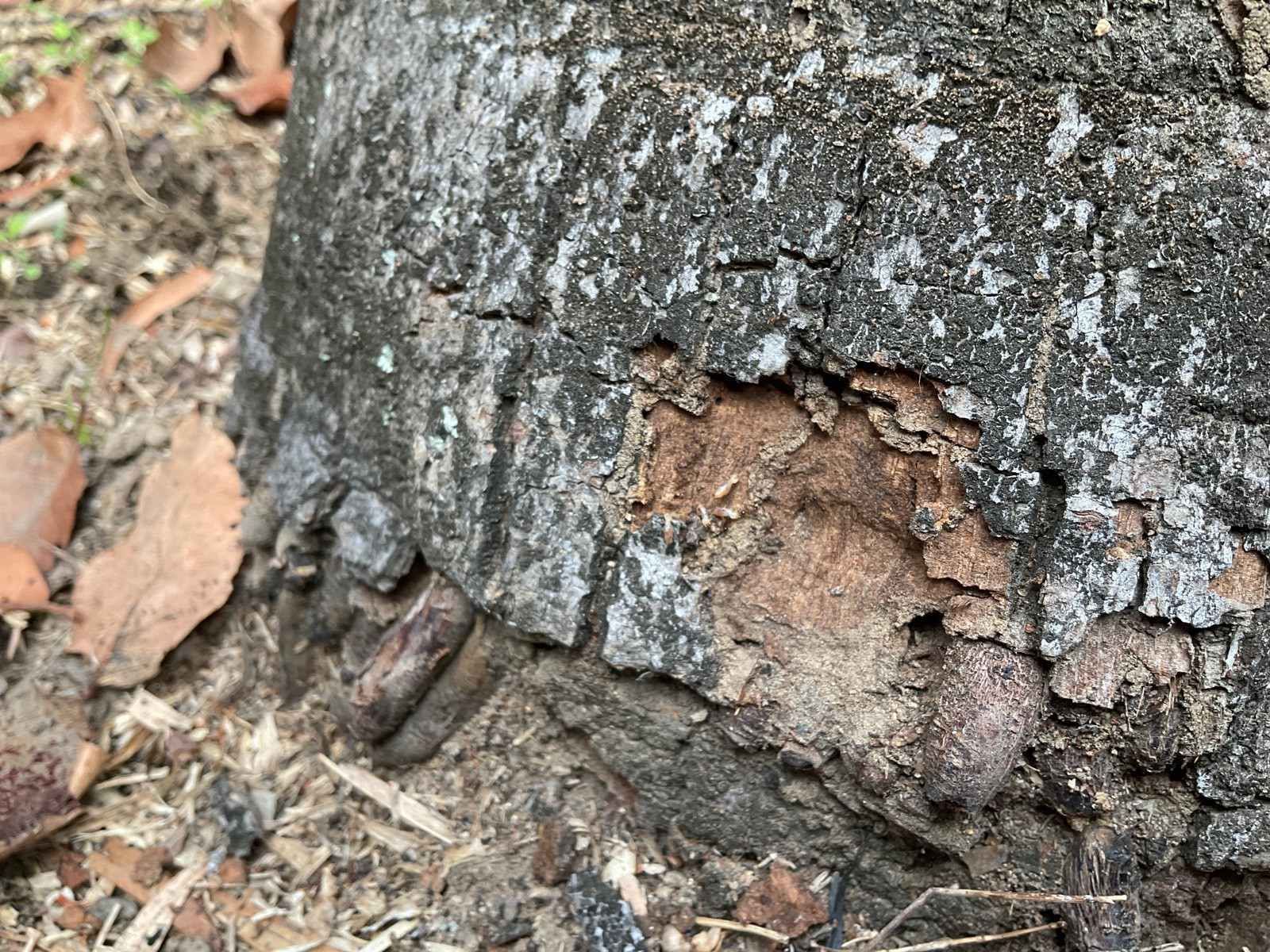 Active+Termites