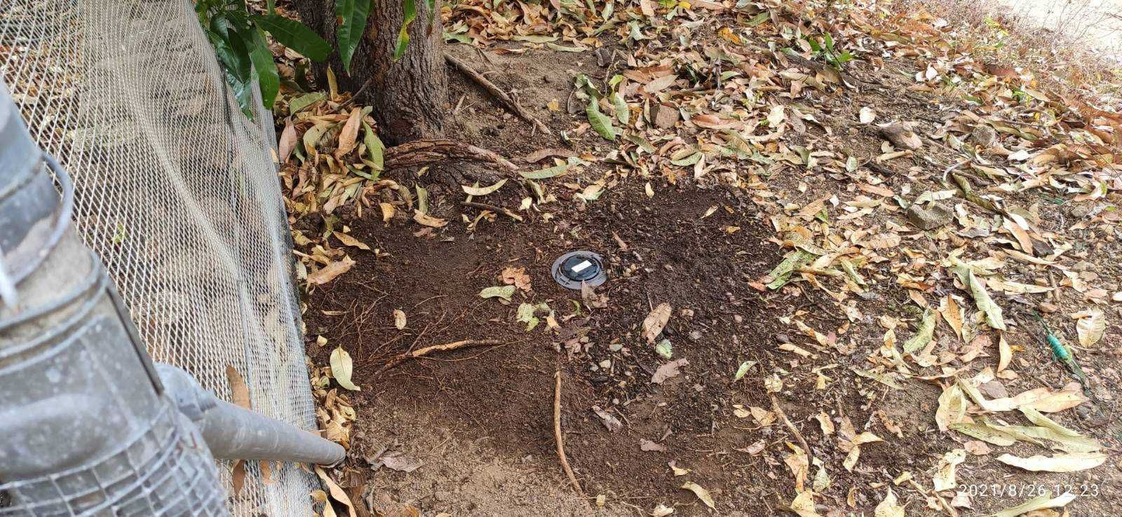 Termites in soil