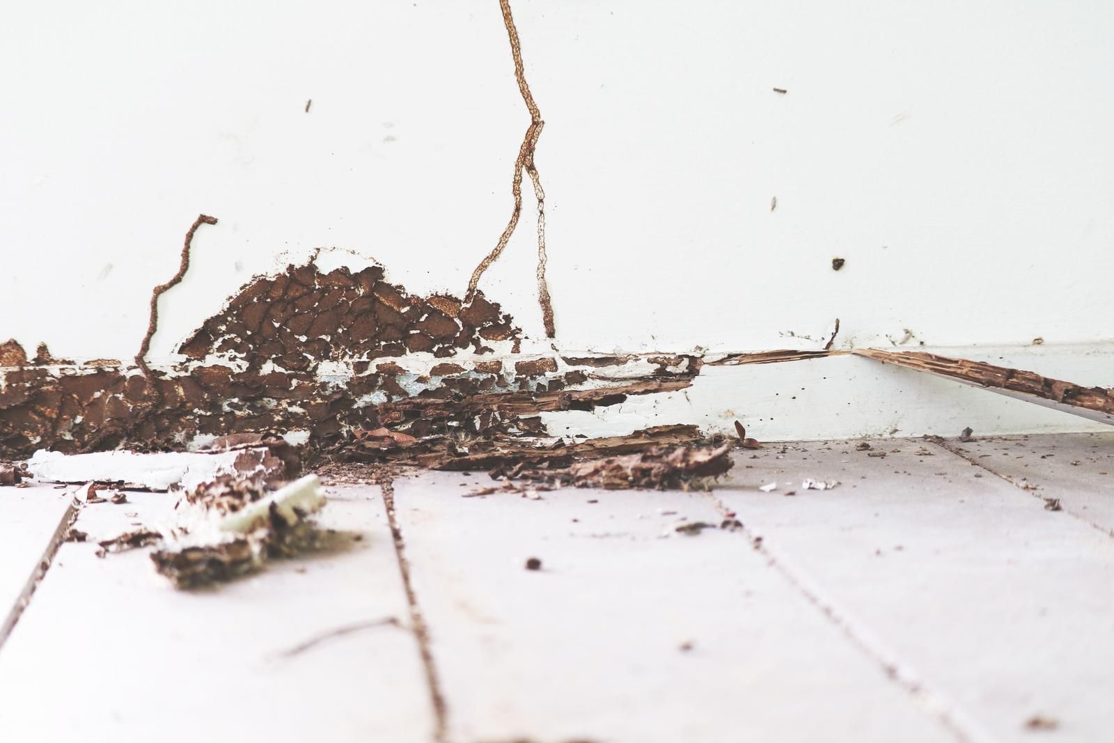 Termite activity