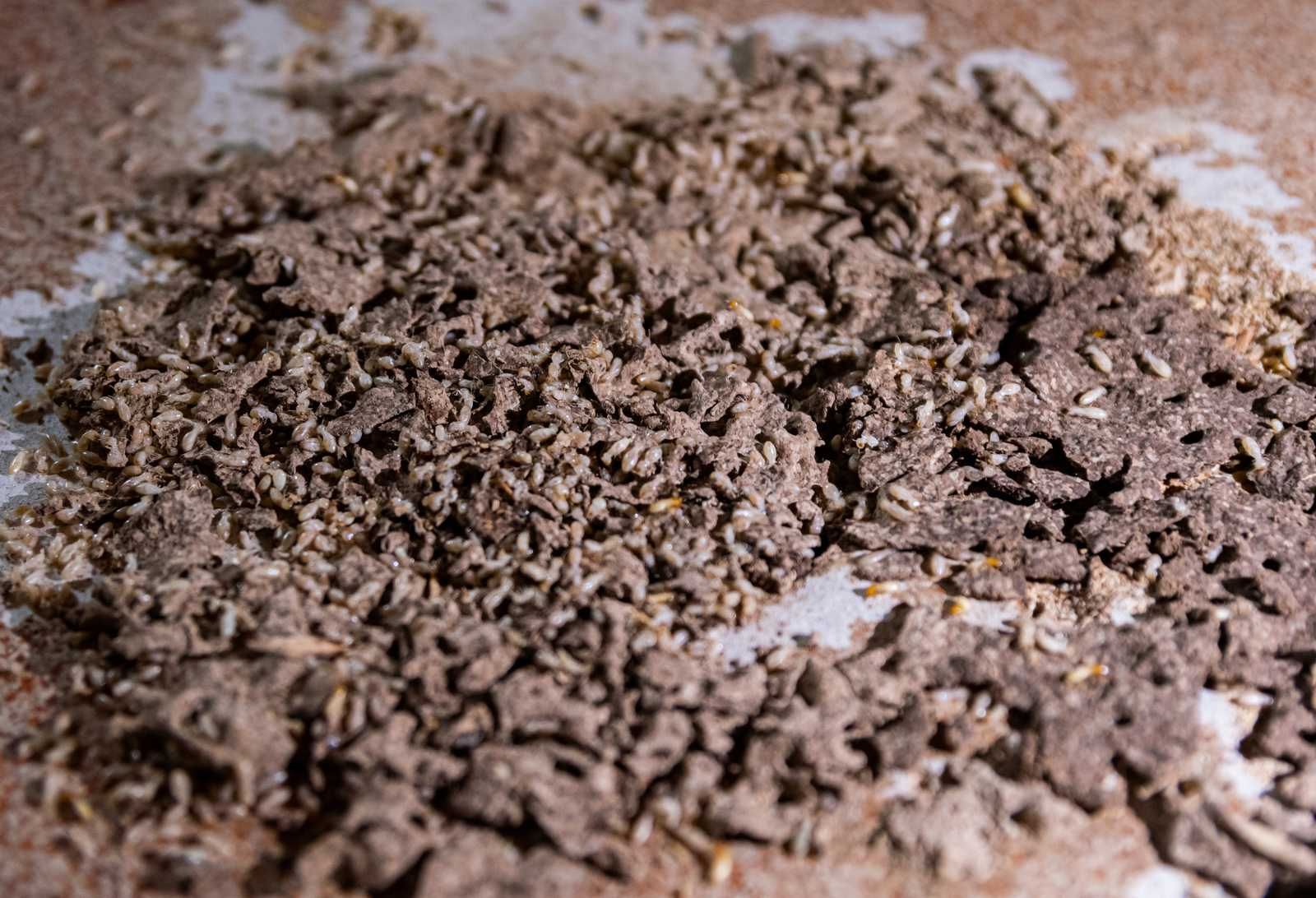 Termite mud tubes
