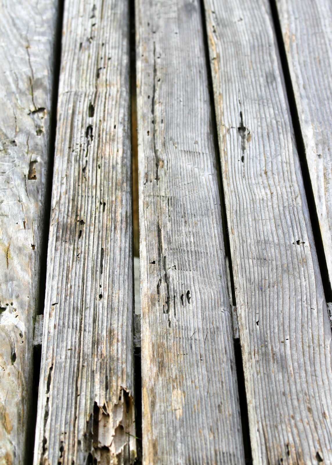 termite in decking wood