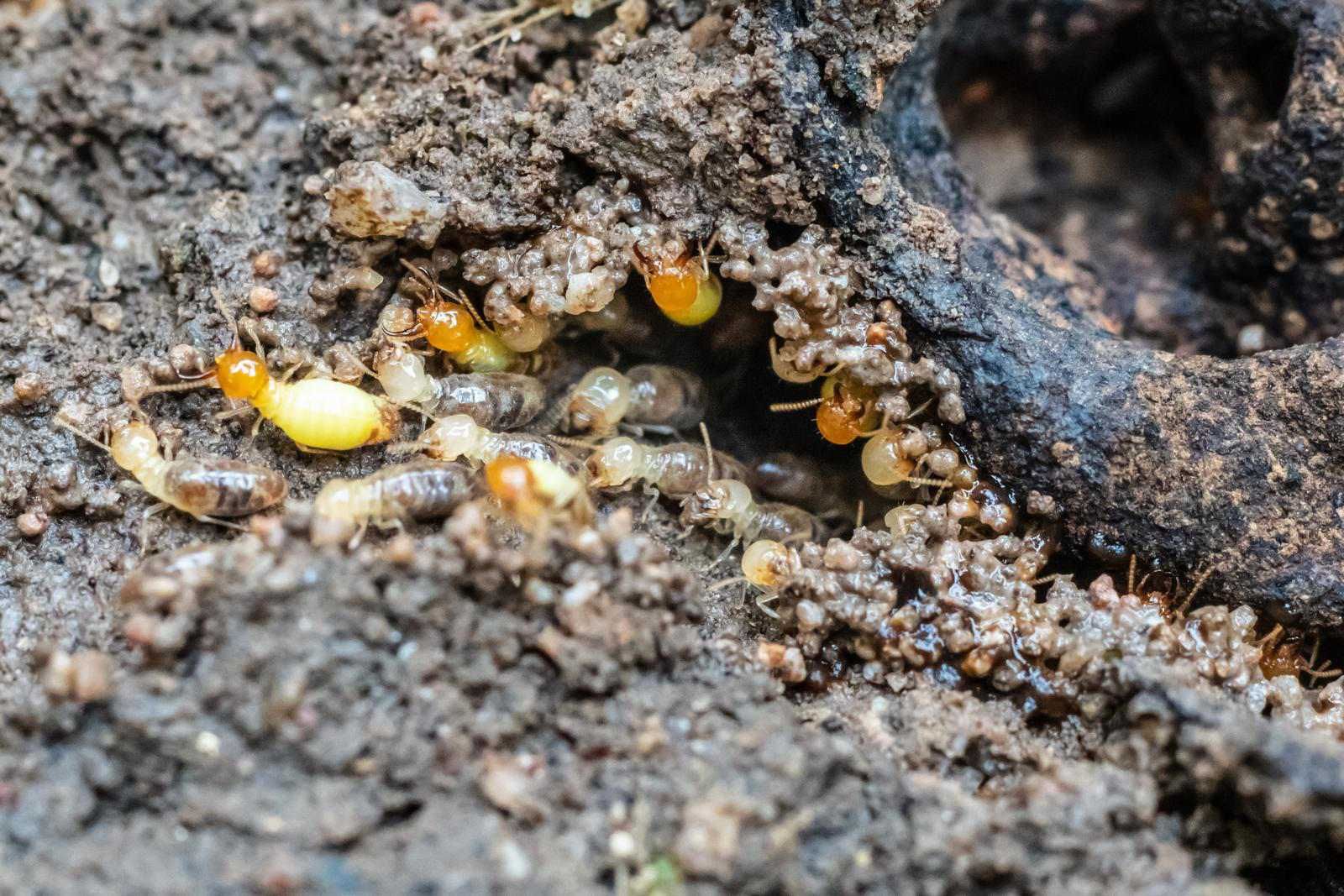 Infestation of termites in your house