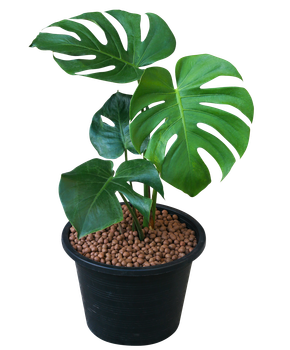 planta