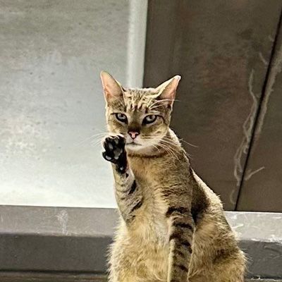 Tanto the shop kitty