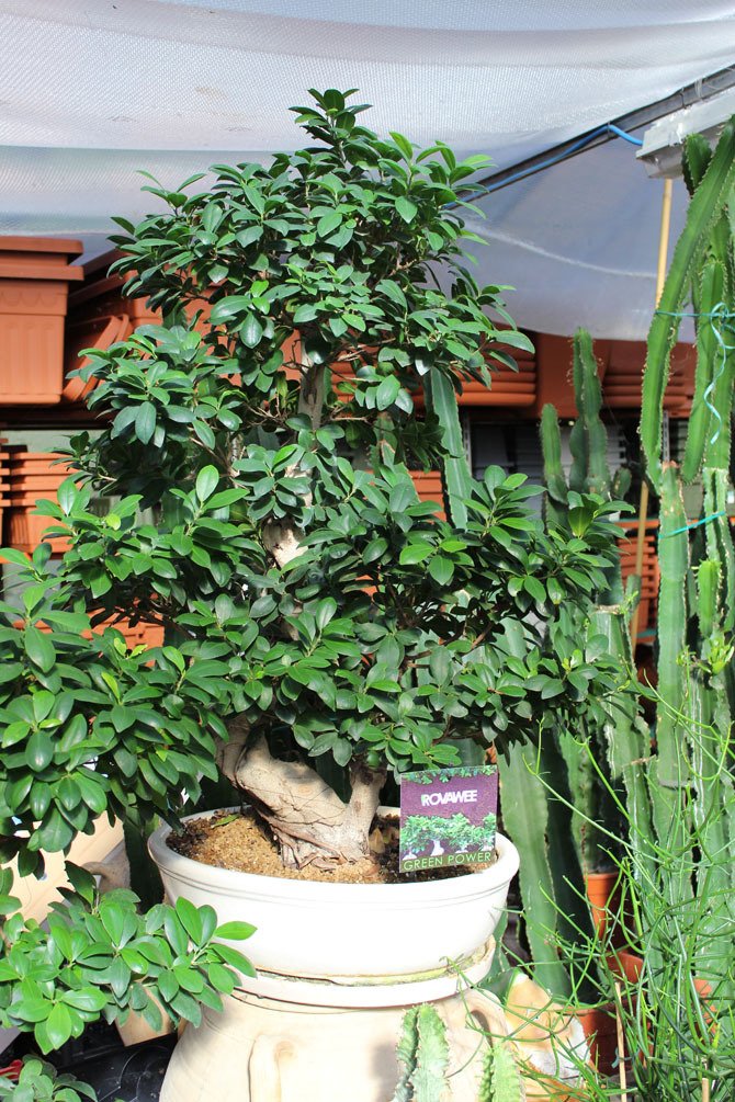 Vendita di Bonsai GREEN GARDEN Bologna