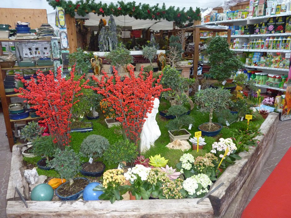 Vendita di Bonsai GREEN GARDEN Bologna