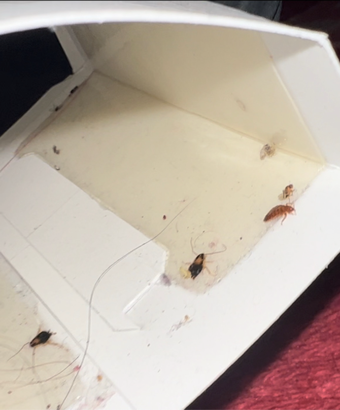 Cockroaches are crawling on a piece of paper